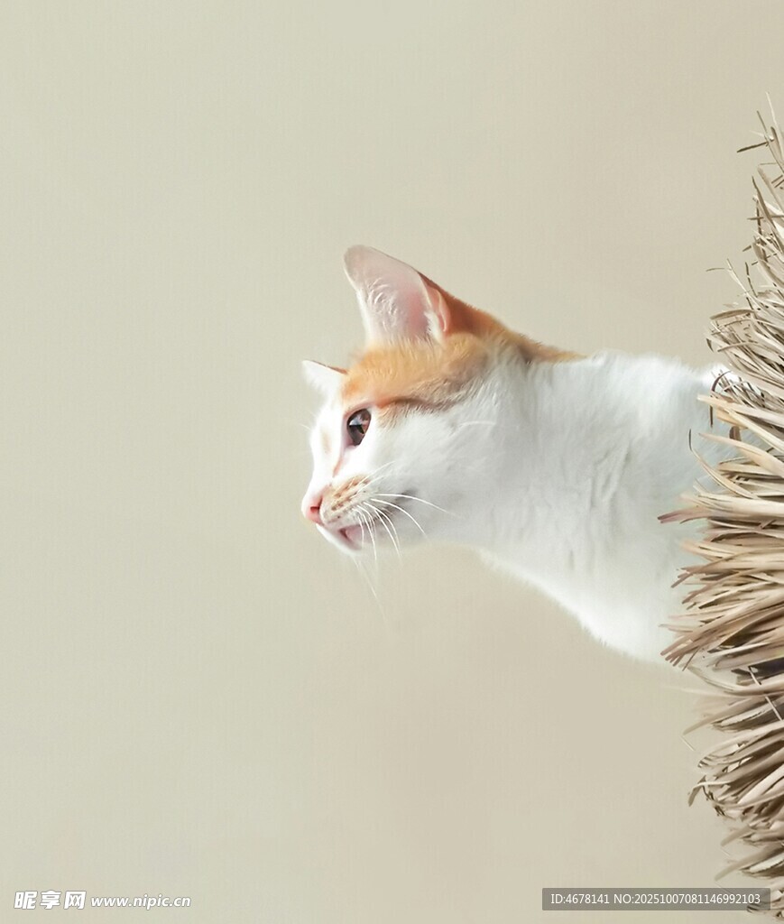 白橘猫探头张望