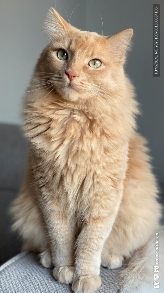 长毛橘猫端坐凝视