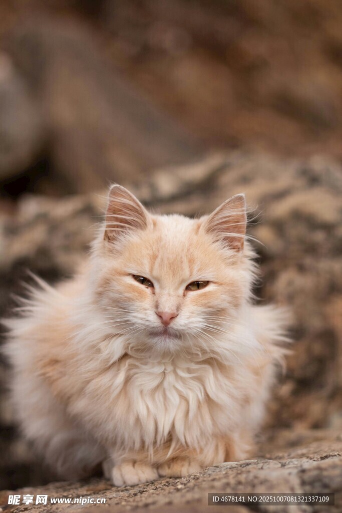 慵懒长毛猫惬意休憩