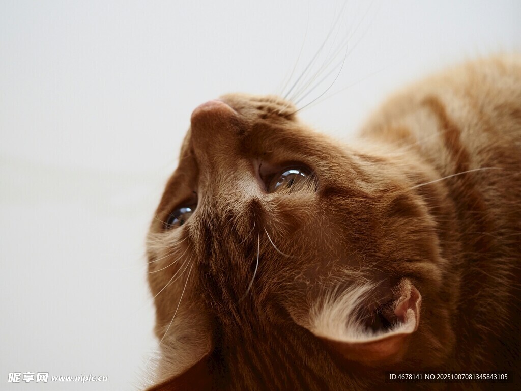 仰头的橘猫