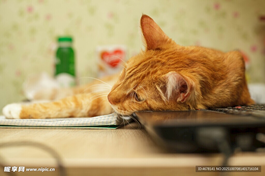 橘猫惬意趴桌小憩