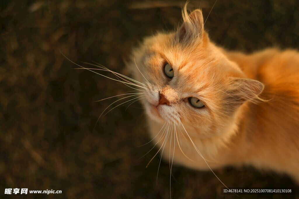 仰头的橘色猫咪