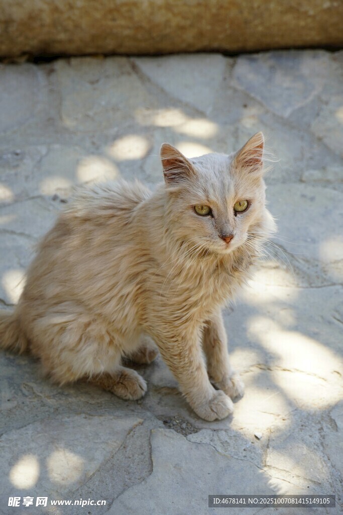 阳光下的可爱小猫