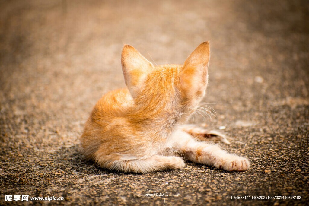可爱小橘猫背对镜头