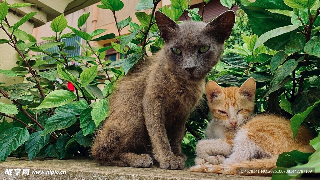 小猫小狗依偎绿植旁