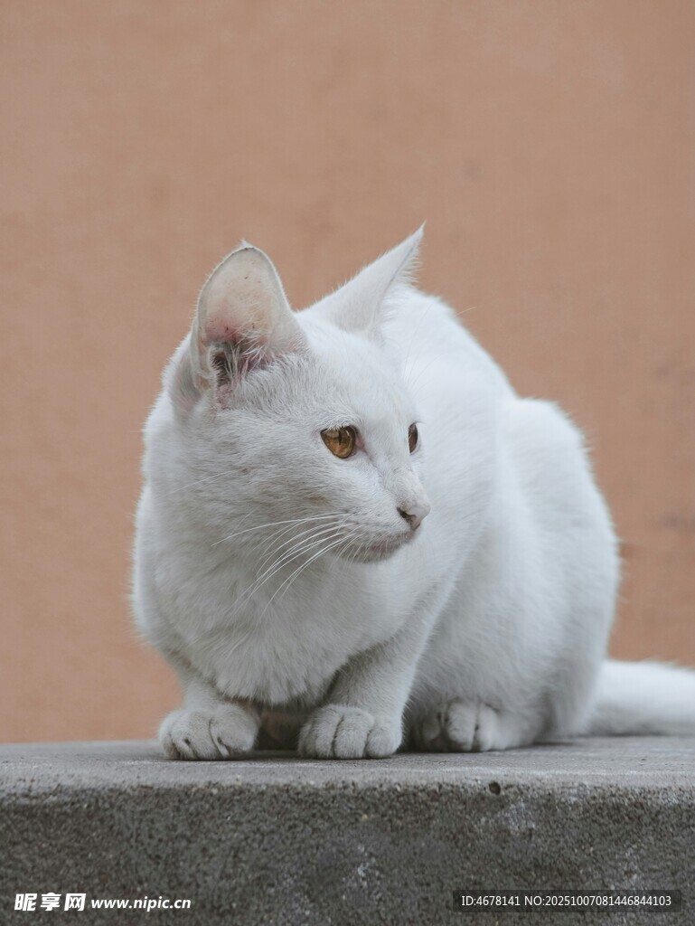 白色猫咪安静蹲坐