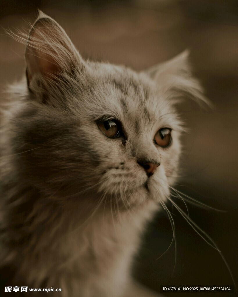 可爱长毛猫的专注瞬间