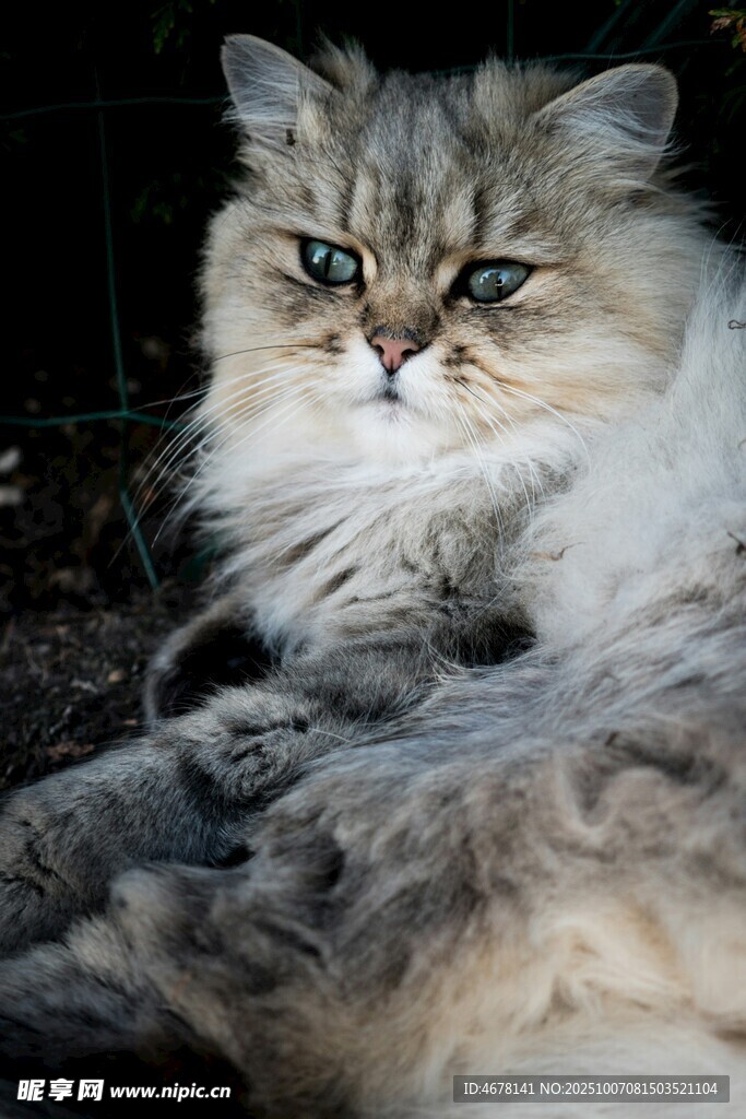 长毛猫咪慵懒姿态特写