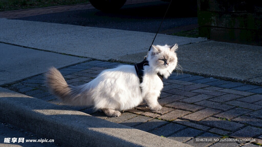 路边可爱猫咪蹲坐