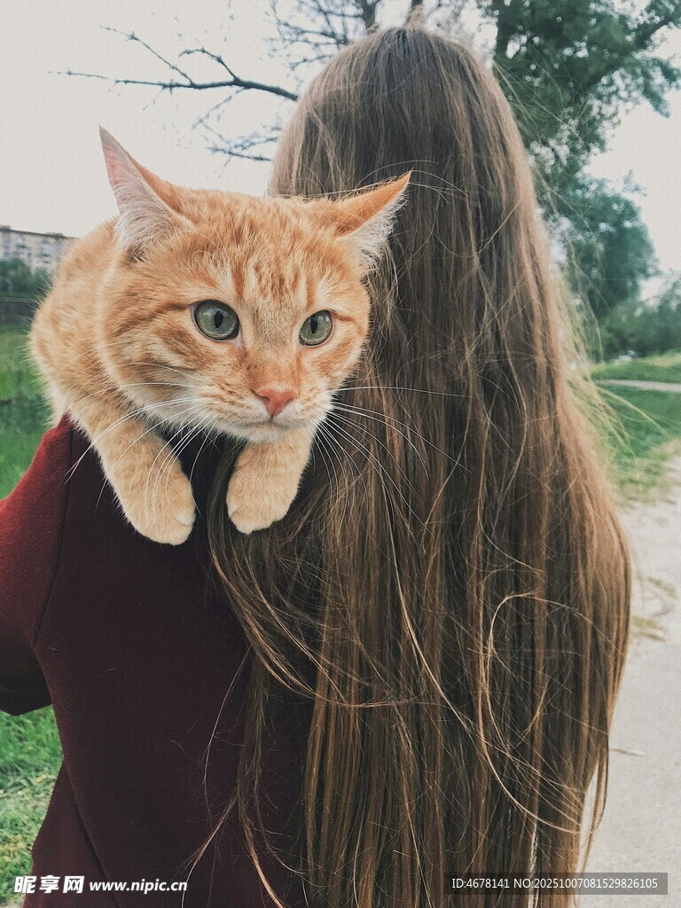 女孩肩头的橘猫