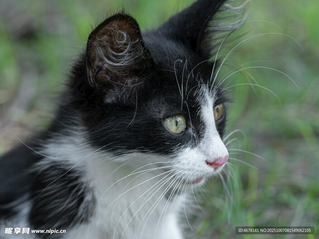 黑白小猫侧头望远方