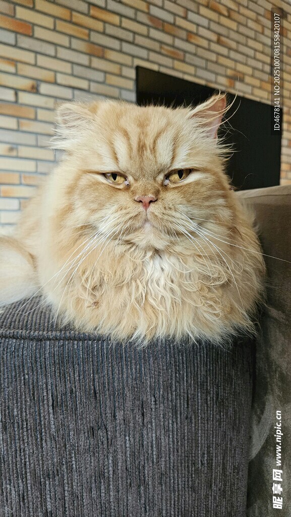 慵懒波斯猫惬意趴沙发
