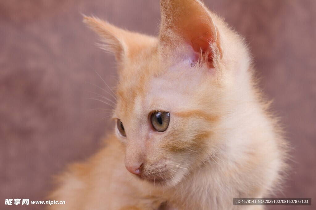可爱小橘猫转头瞬间