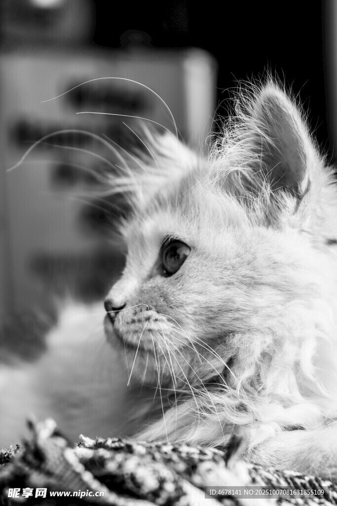可爱白毛猫咪侧躺特写