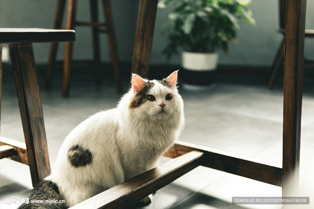 优雅猫咪坐于木架之上