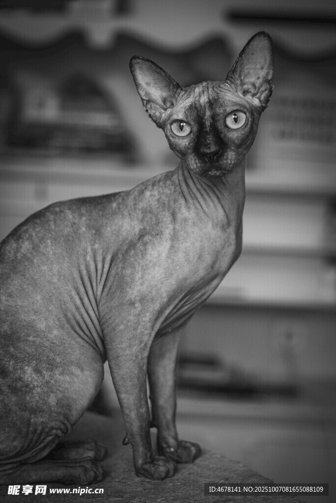 无毛猫特写