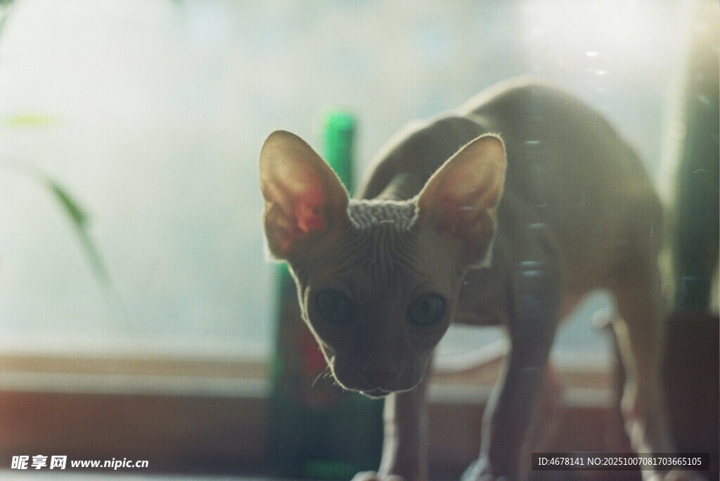 无毛猫低头特写