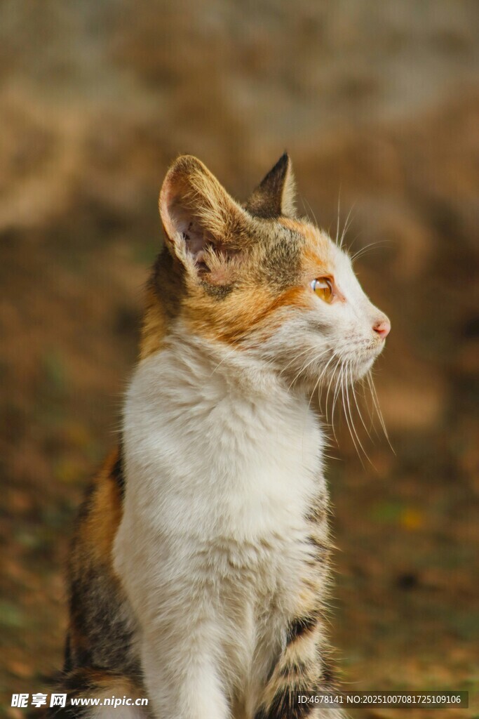 三色猫咪侧坐凝视
