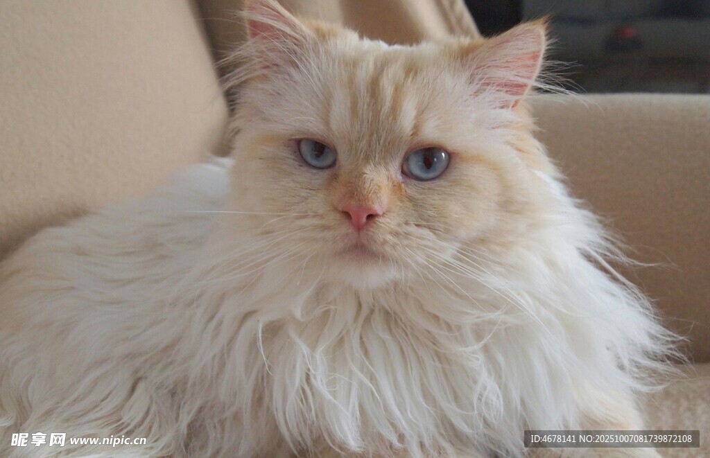 长毛猫咪惬意趴坐