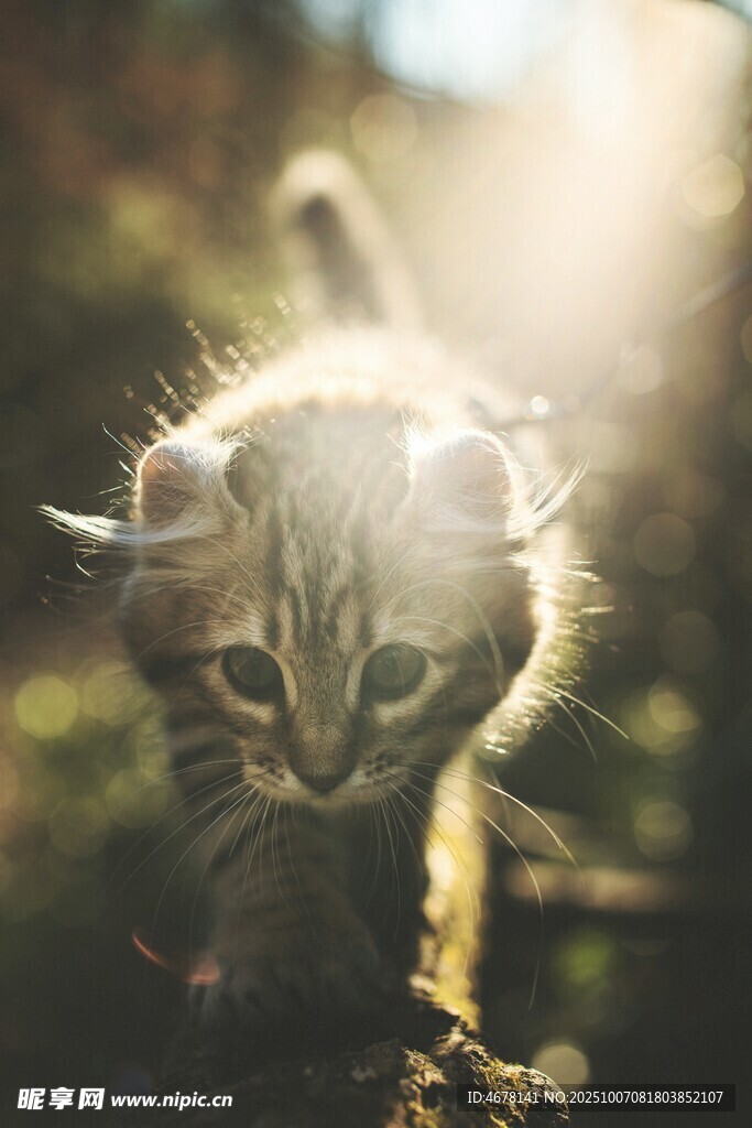 阳光下的可爱小猫咪