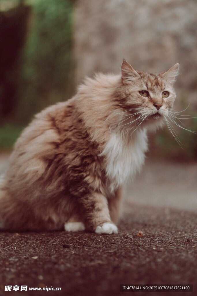 长毛猫咪安静蹲坐