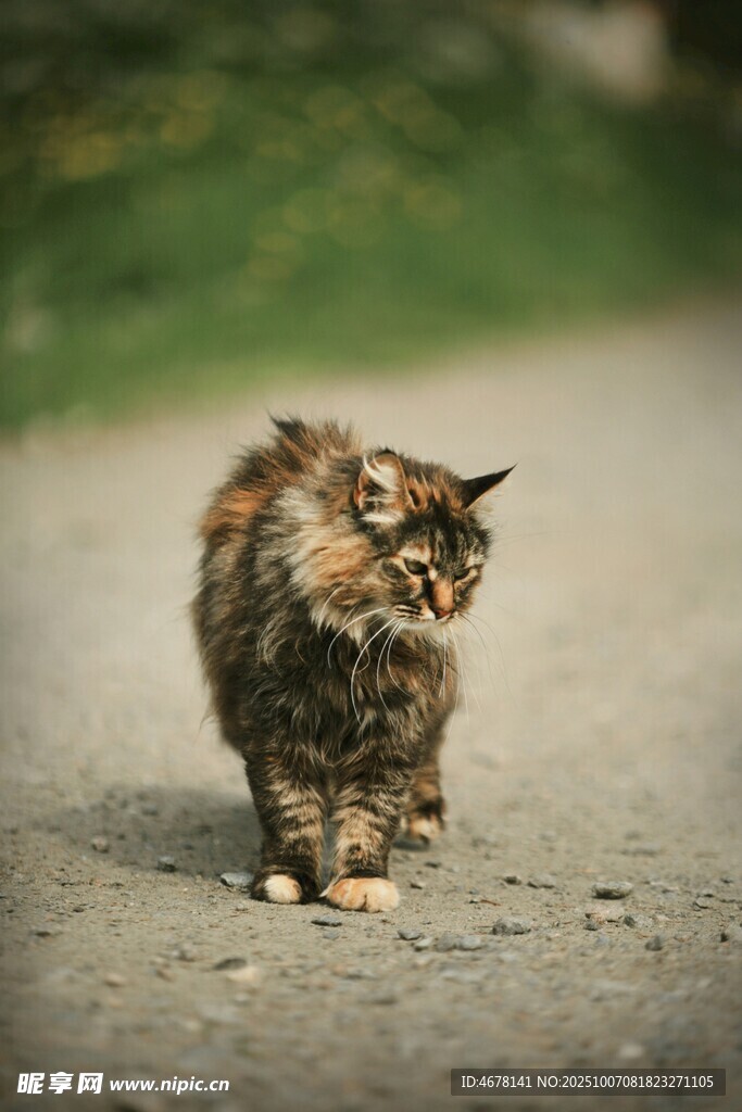 漫步的长毛猫