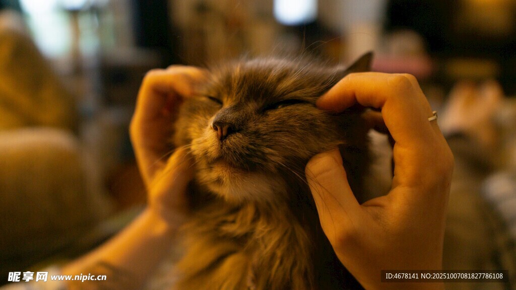 给猫咪清理耳朵