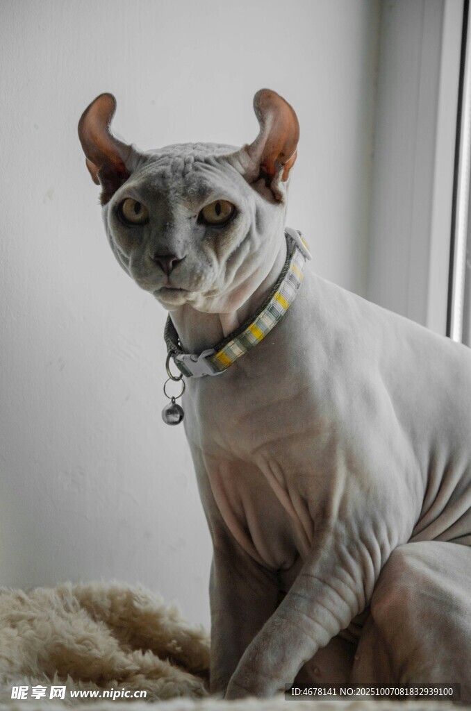 无毛猫戴着项圈安静坐着