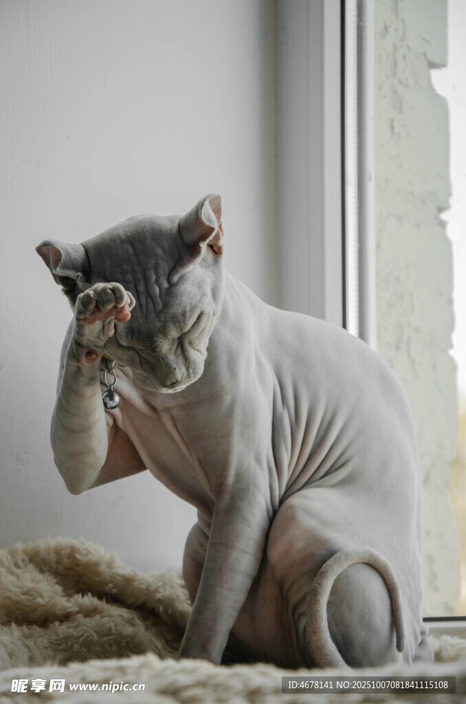 无毛猫坐窗边用爪遮眼