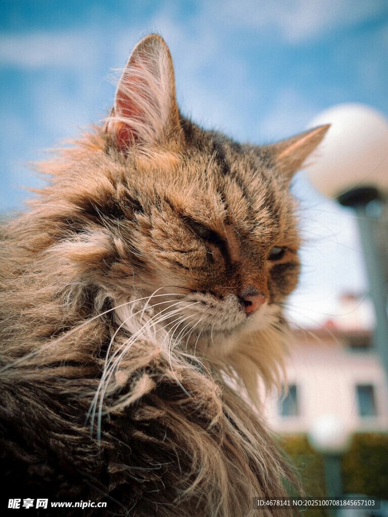 阳光下眯眼的长毛猫咪