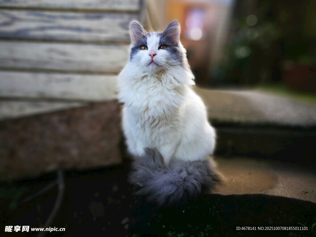 可爱猫咪坐于户外台阶