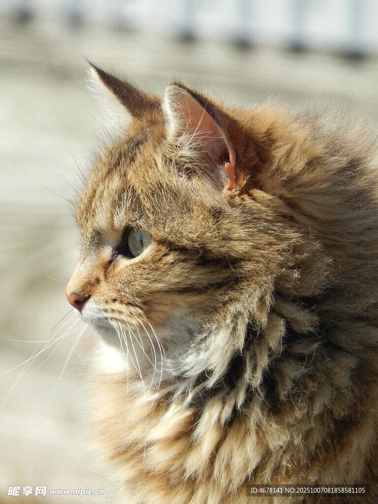 长毛猫咪侧颜特写