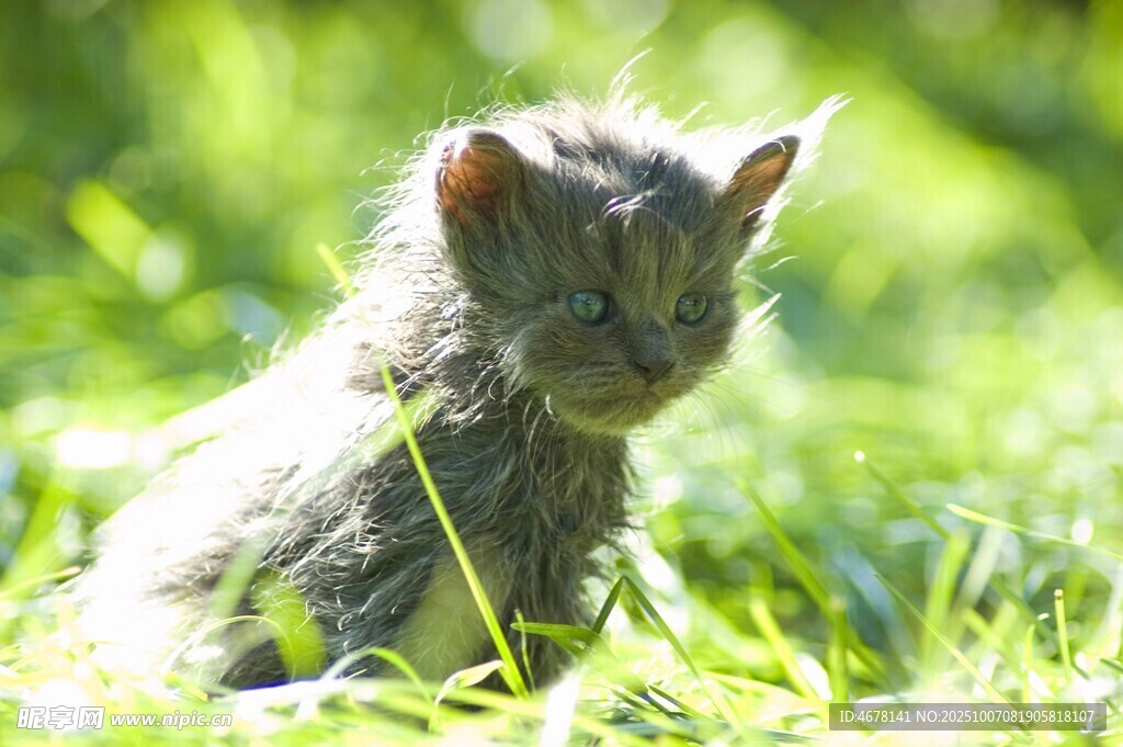 草地上的可爱小猫咪