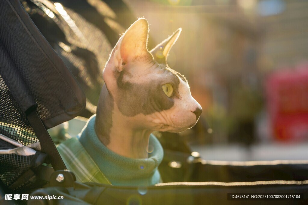 阳光下的无毛猫