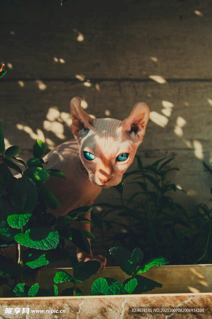 水中玩耍的可爱猫咪