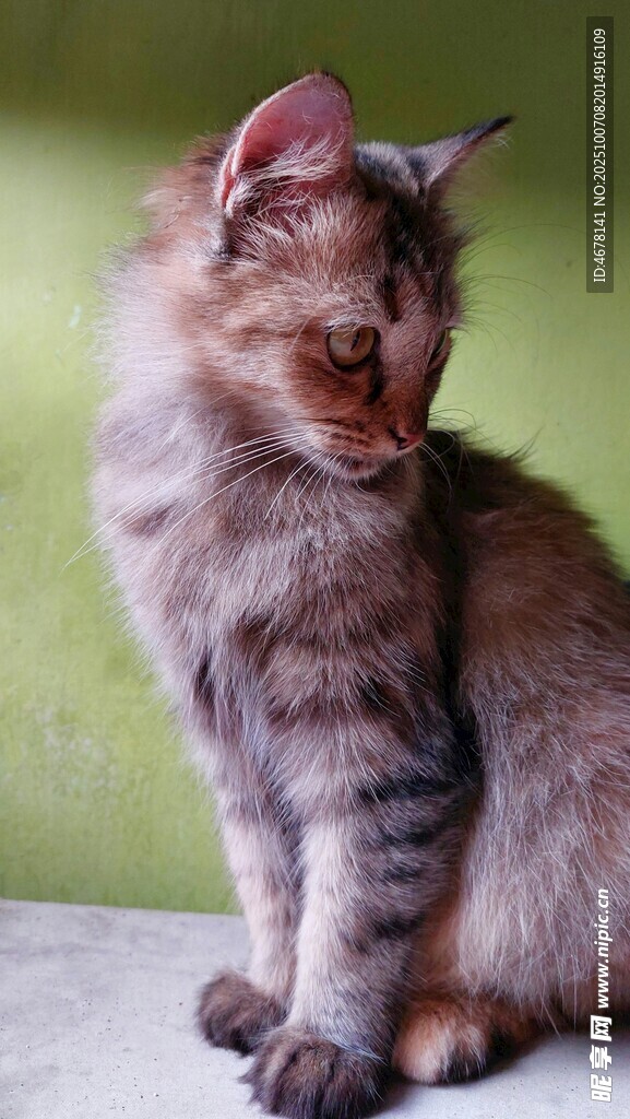 可爱猫咪侧身坐