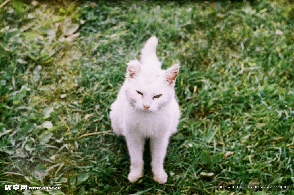 草地上的白色猫咪