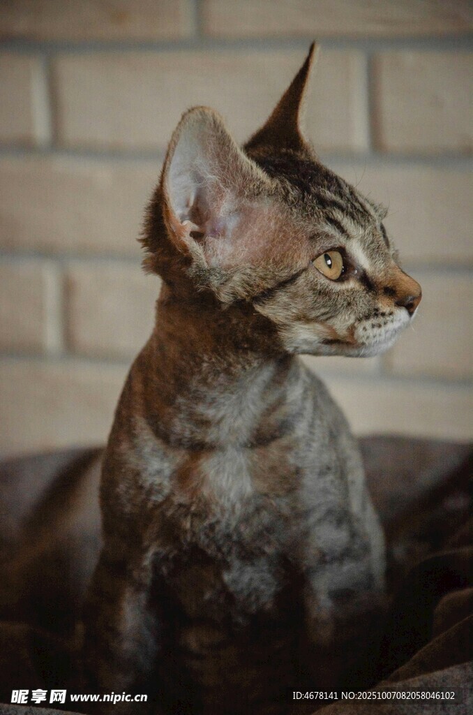无毛猫侧坐模样独特