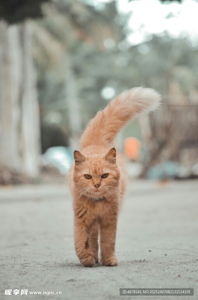 橘猫街头漫步