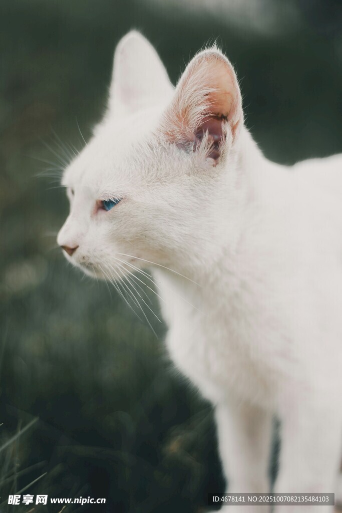 白色猫咪于草丛中静立