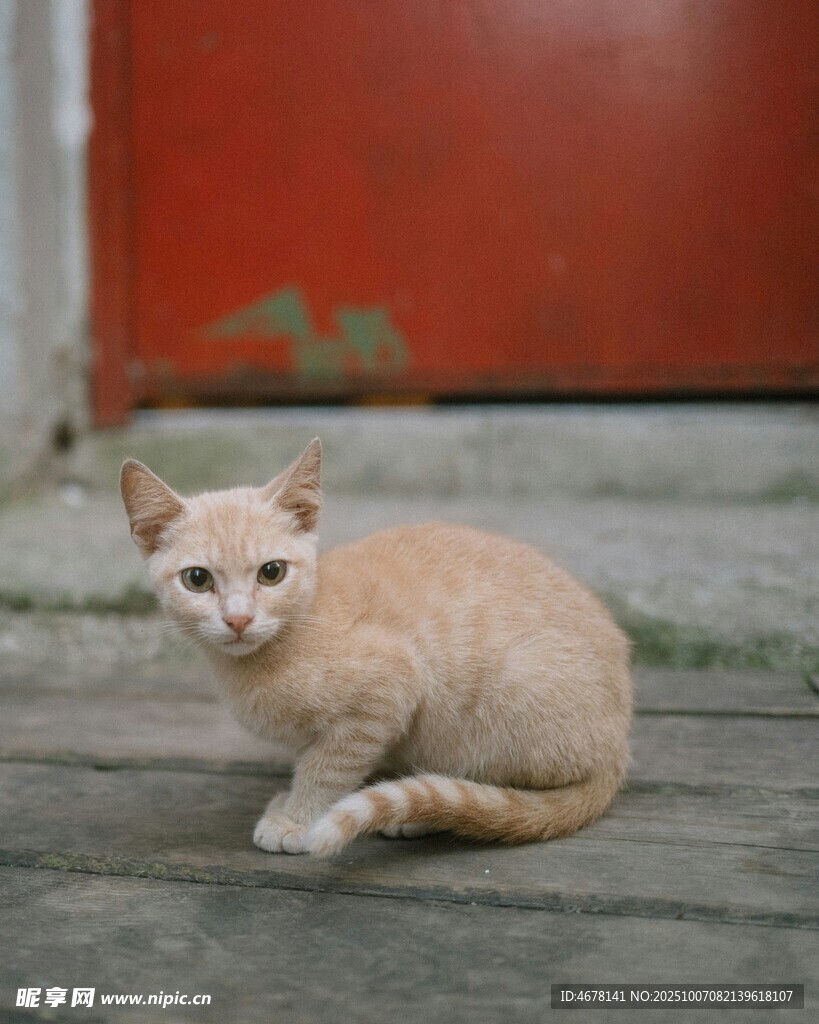 蹲坐的浅色猫咪