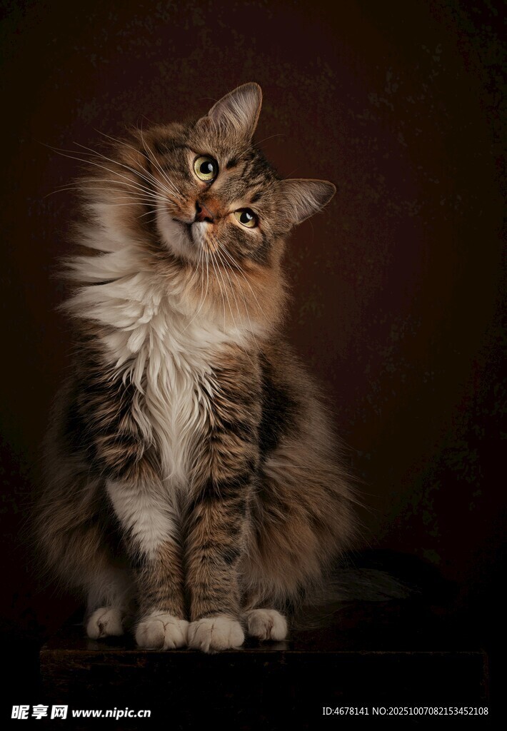 可爱长毛猫歪头萌态