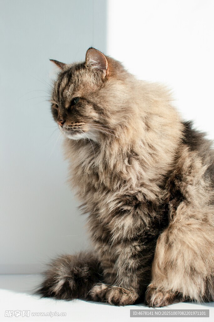 长毛猫咪侧坐姿态优雅