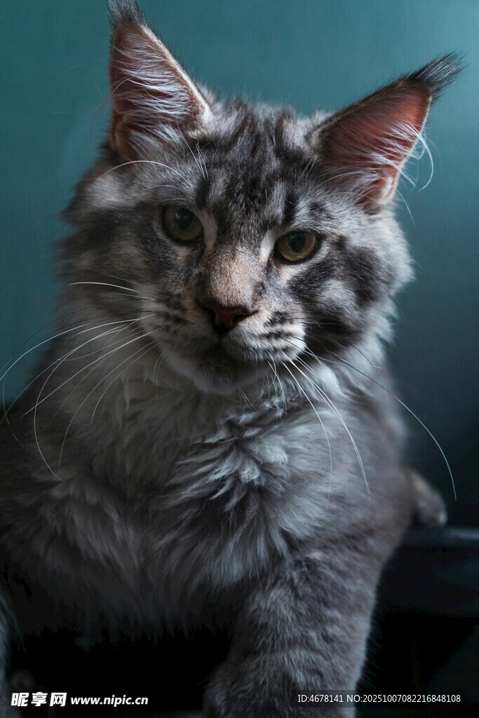 可爱缅因猫特写
