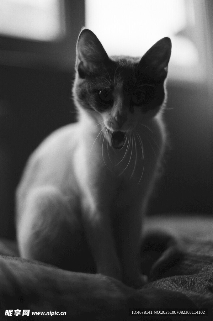 黑白照片中的可爱猫咪