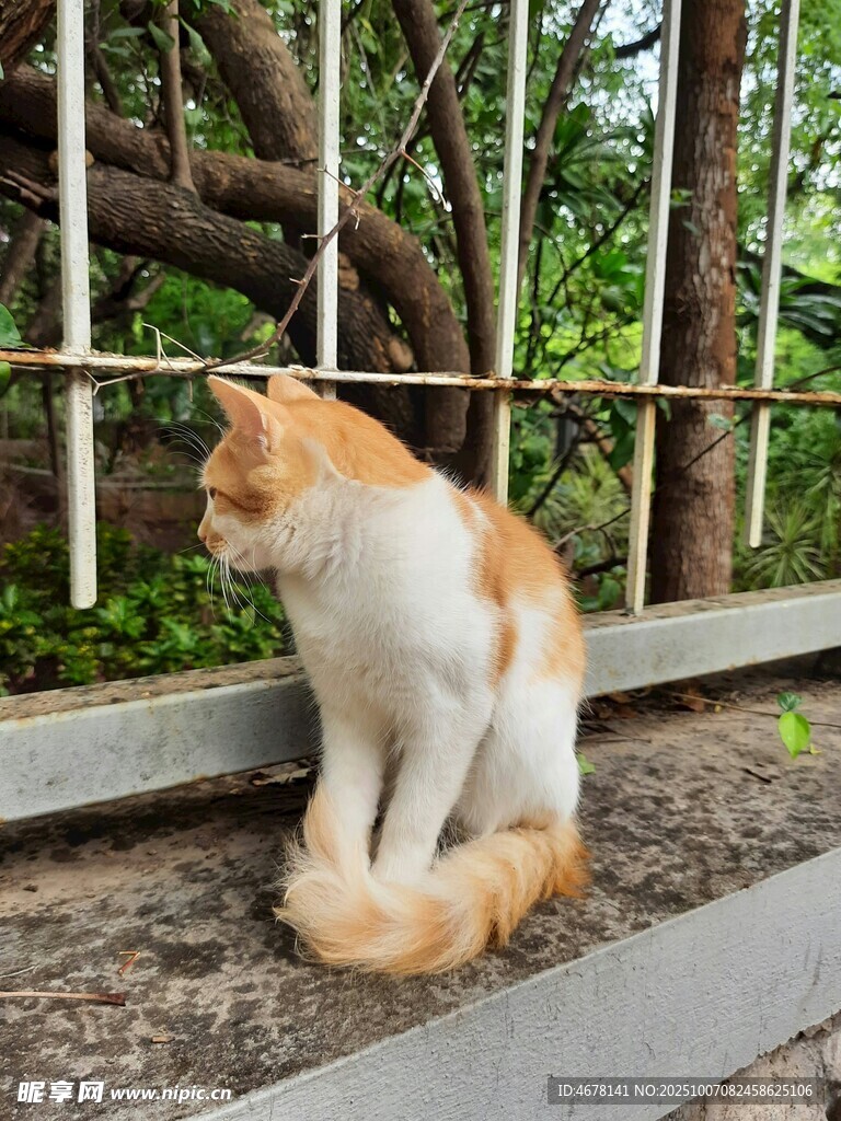 橘白猫咪坐于围栏旁
