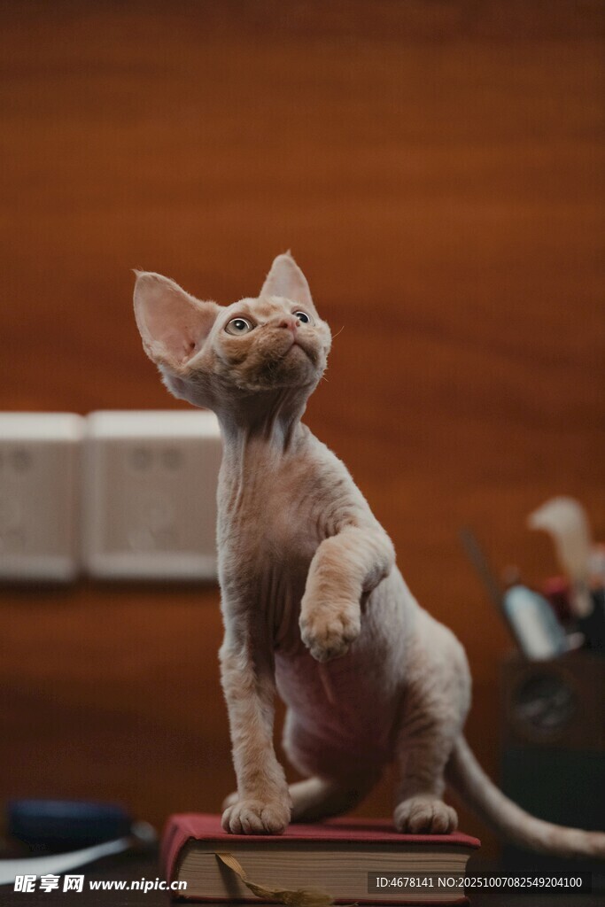无毛猫端坐姿态优雅