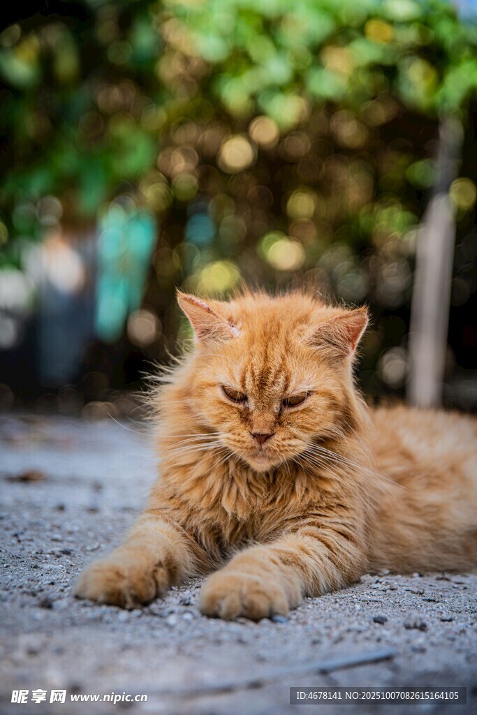 橘猫惬意趴地