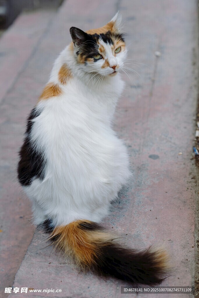 三色花猫蹲坐石板上