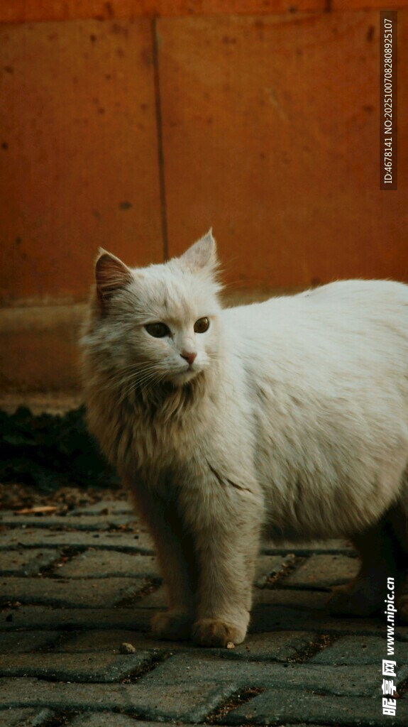 白色长毛猫站在砖石地面上
